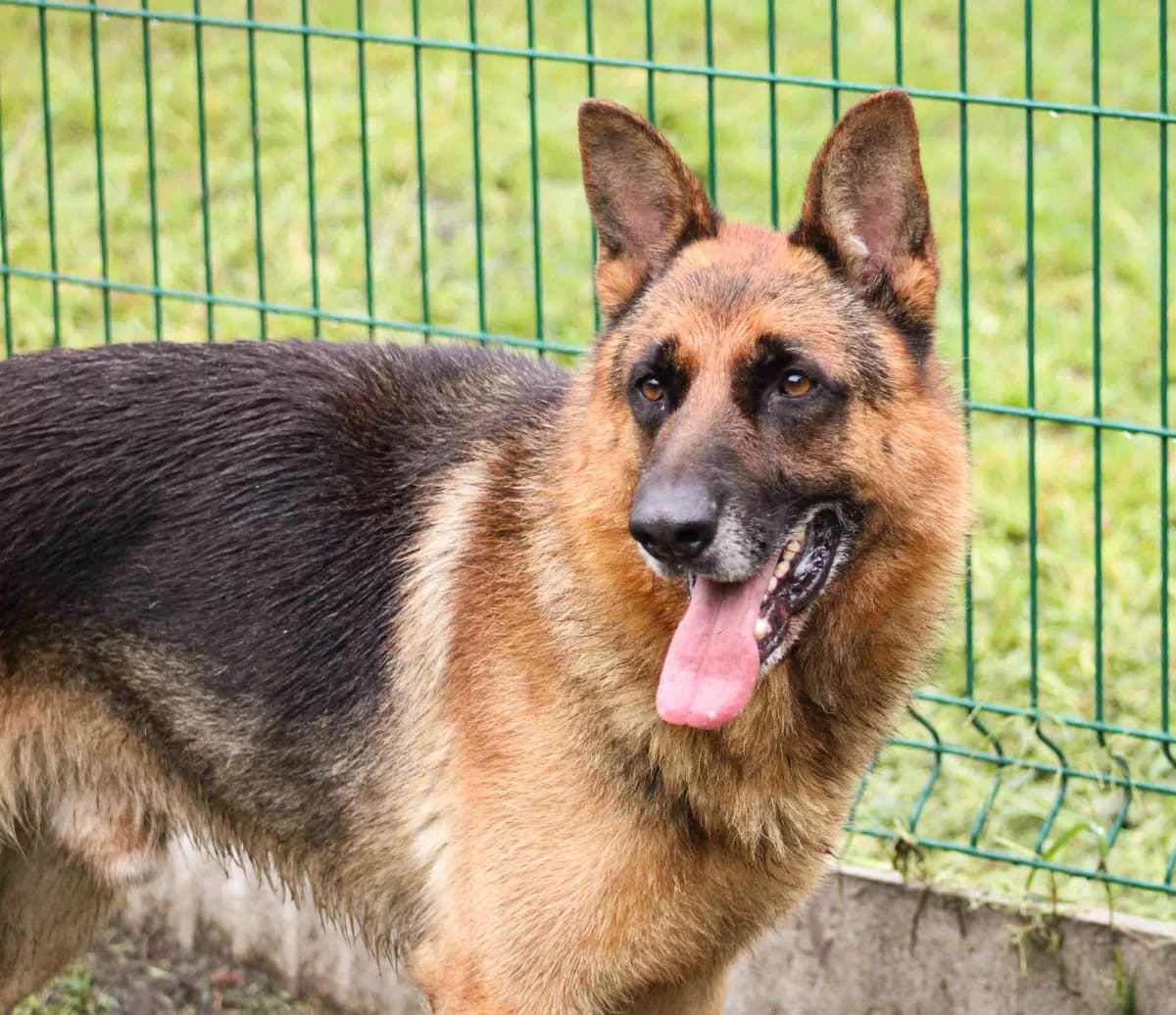 Tyson, male senior German Shepherd for adoption at SPA de Bordeaux et du Sud-Ouest, Bordeaux