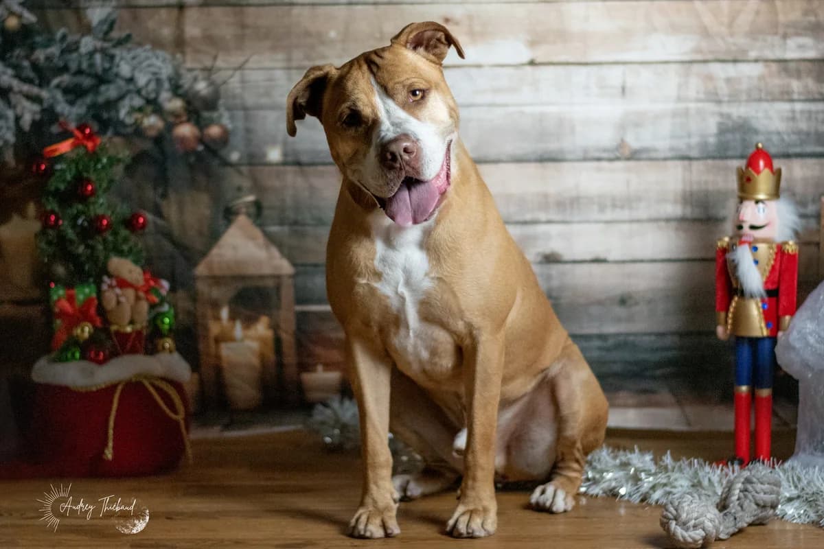 Kimbo, male 6yo Mixed Breed for adoption at SPA de Bordeaux et du Sud-Ouest, Bordeaux