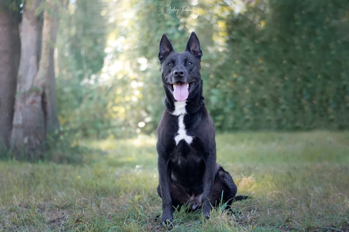 Nounours, Mixed Breed for adoption at SPA de Bordeaux et du Sud-Ouest (SPA 33)