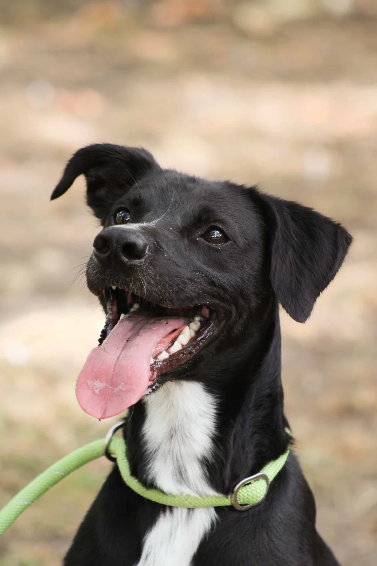 Nix, senior Mixed Breed for adoption at SPA de Bordeaux et du Sud-Ouest (SPA 33)