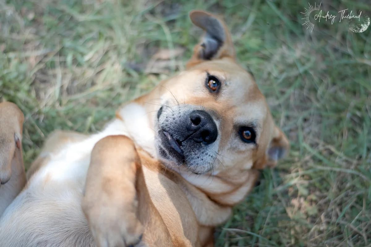 Crypto, Mixed Breed for adoption at SPA de Bordeaux et du Sud-Ouest (SPA 33)