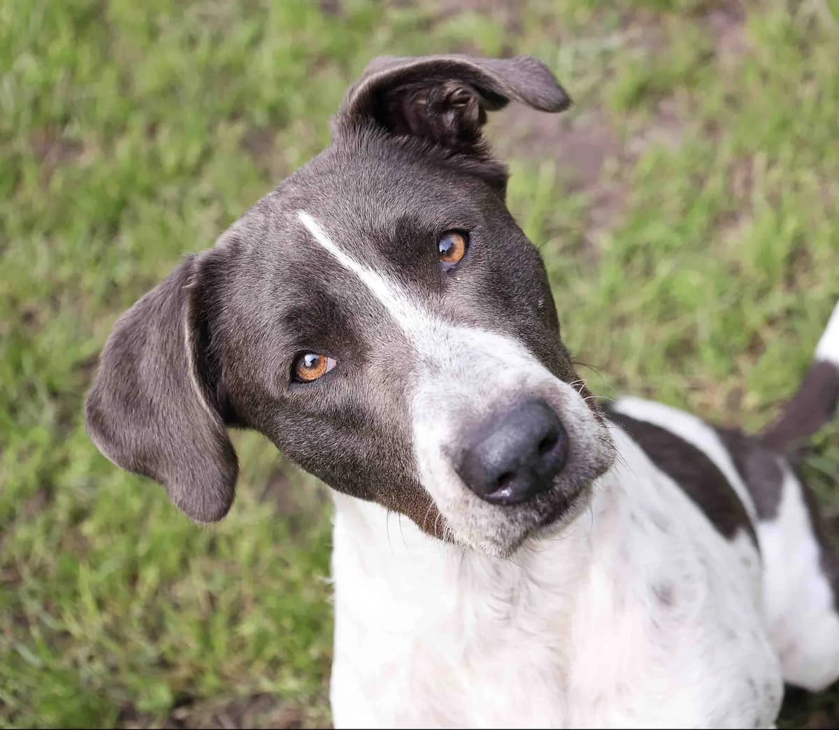 Pepper, Mixed Breed for adoption at SPA de Bordeaux et du Sud-Ouest (SPA 33)
