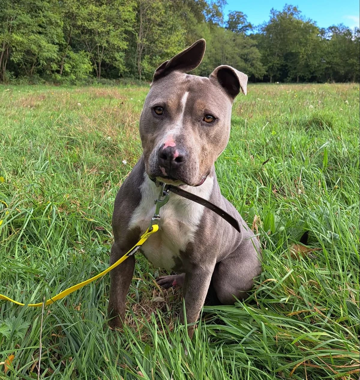 Guapo, female Mixed Breed for adoption at SPA de Bordeaux et du Sud-Ouest (SPA 33)
