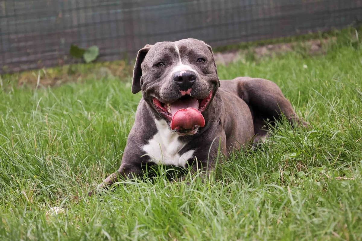 Bruce, Mixed Breed (SPA de Bordeaux et du Sud-Ouest)