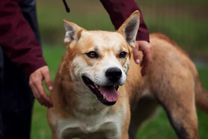 Rita, Mixed Breed for adoption at SPA de Bordeaux et du Sud-Ouest (SPA 33)