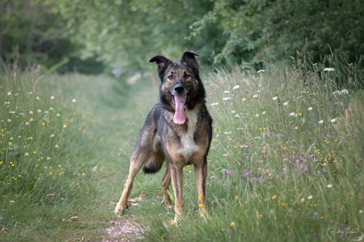 Samy, Mixed Breed for adoption at SPA de Bordeaux et du Sud-Ouest (SPA 33)