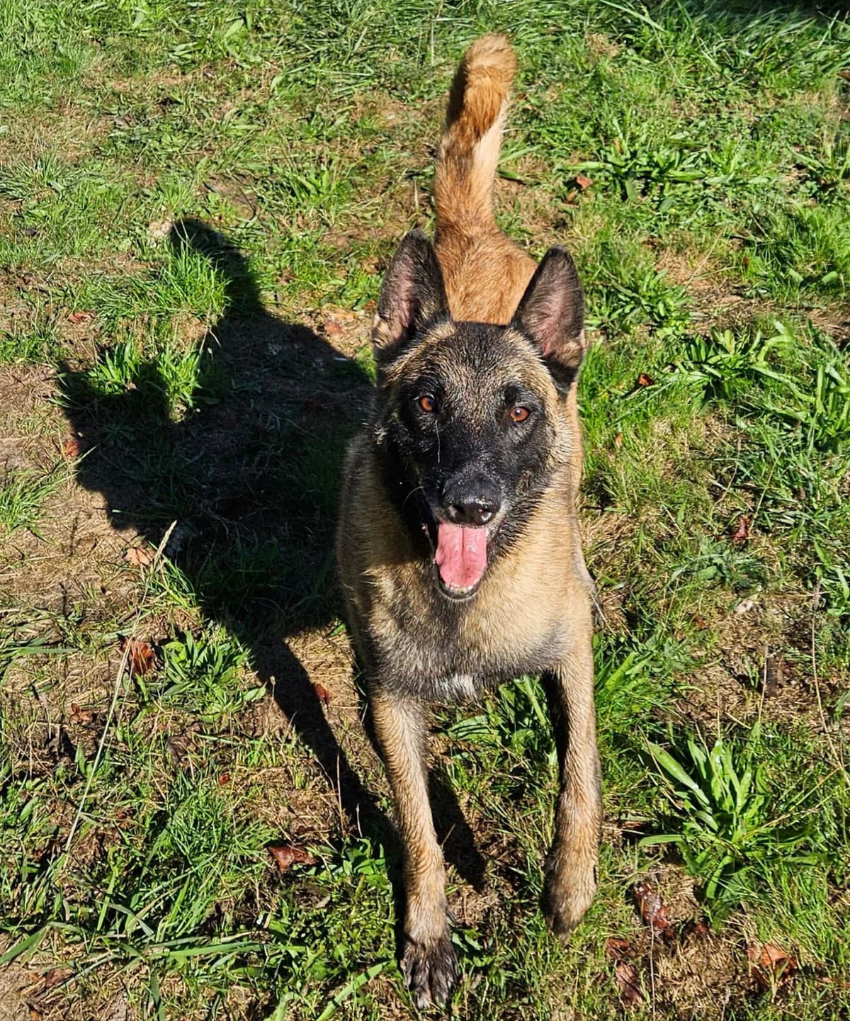 Paco, Mixed Breed for adoption at SPA de Bordeaux et du Sud-Ouest (SPA 33)
