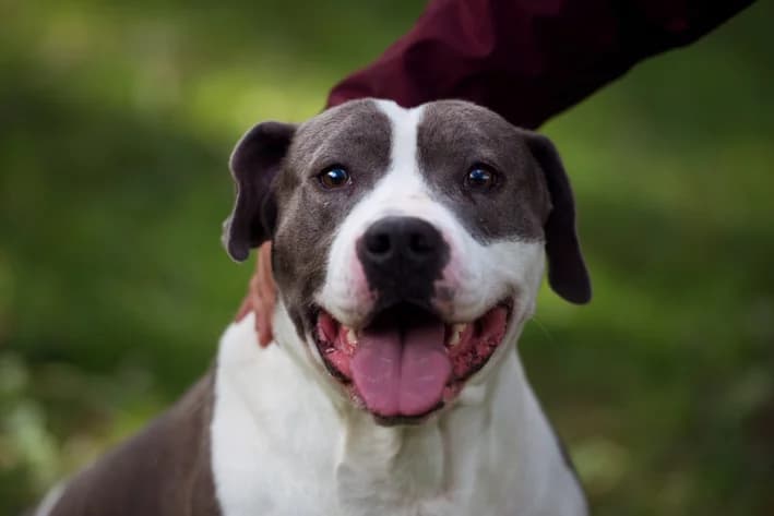 Pouky, senior Mixed Breed for adoption at SPA de Bordeaux et du Sud-Ouest (SPA 33)