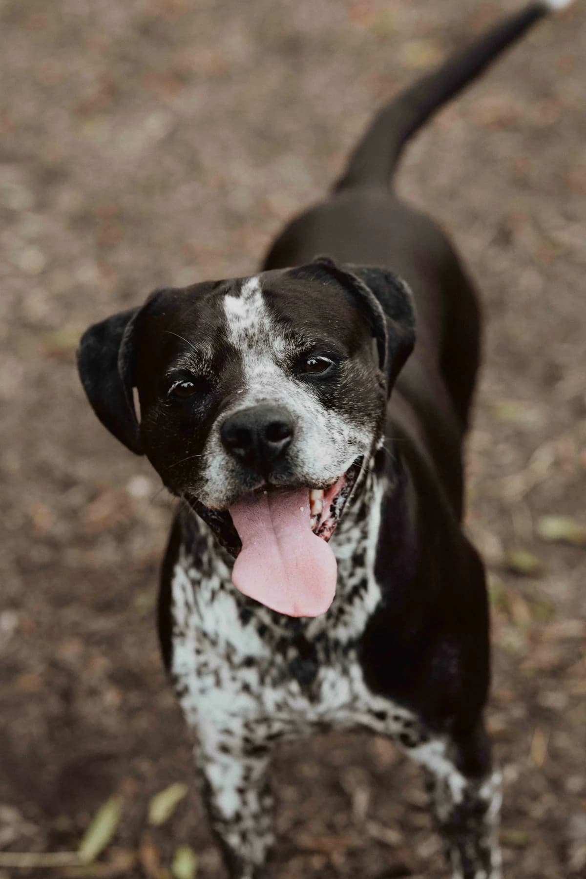 Pif, Mixed Breed for adoption at SPA de Bordeaux et du Sud-Ouest (SPA 33)