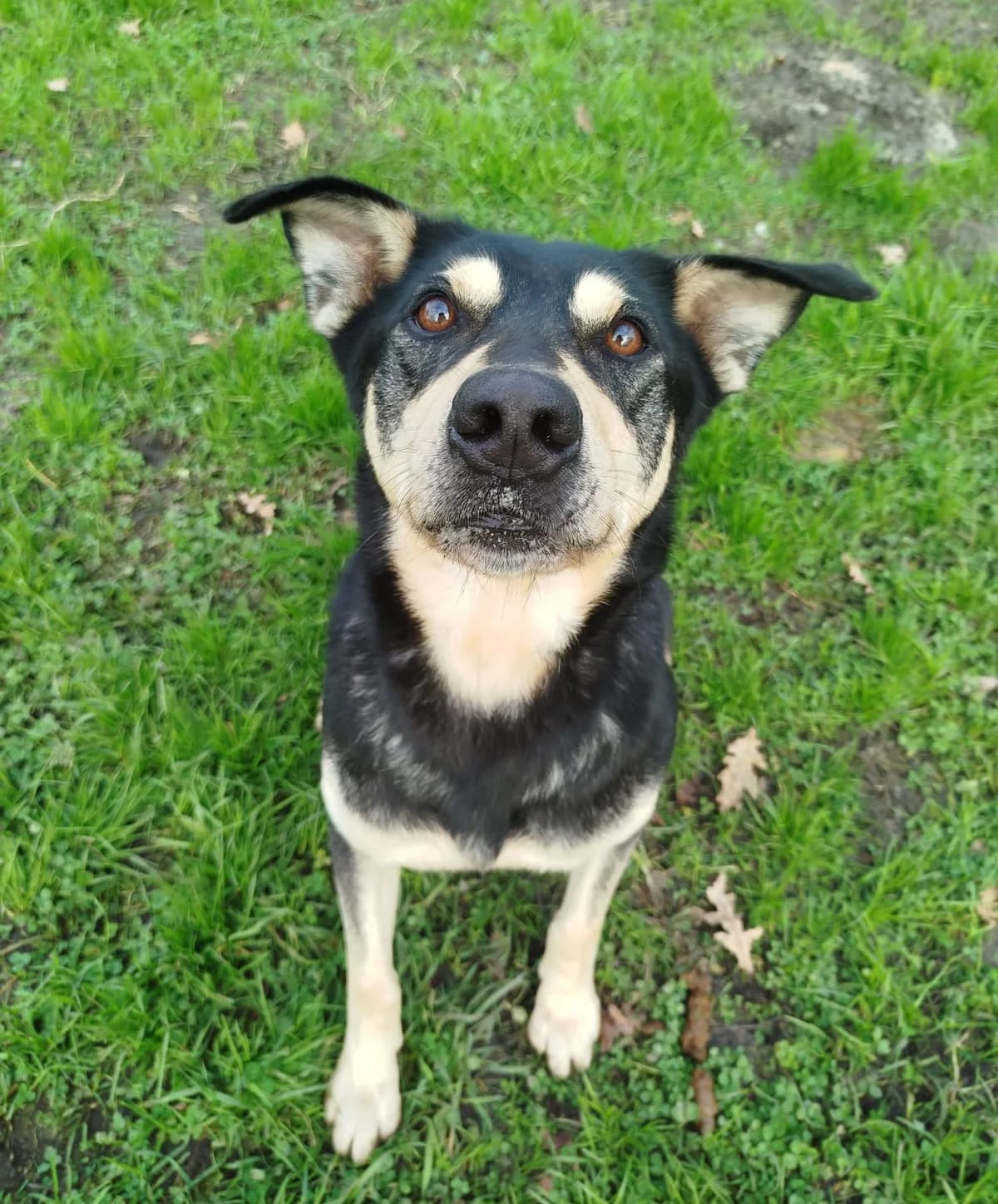 Wapie, senior Mixed Breed for adoption at SPA de Bordeaux et du Sud-Ouest (SPA 33)