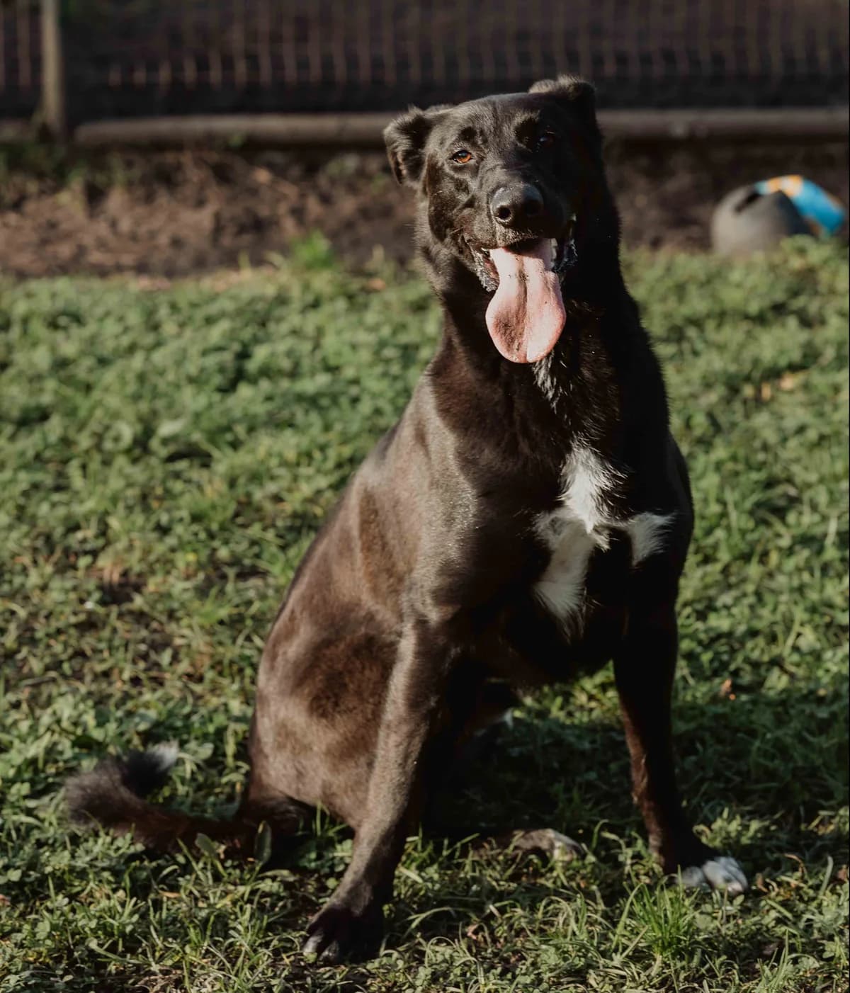 Tchoupie, Mixed Breed for adoption at SPA de Bordeaux et du Sud-Ouest (SPA 33)