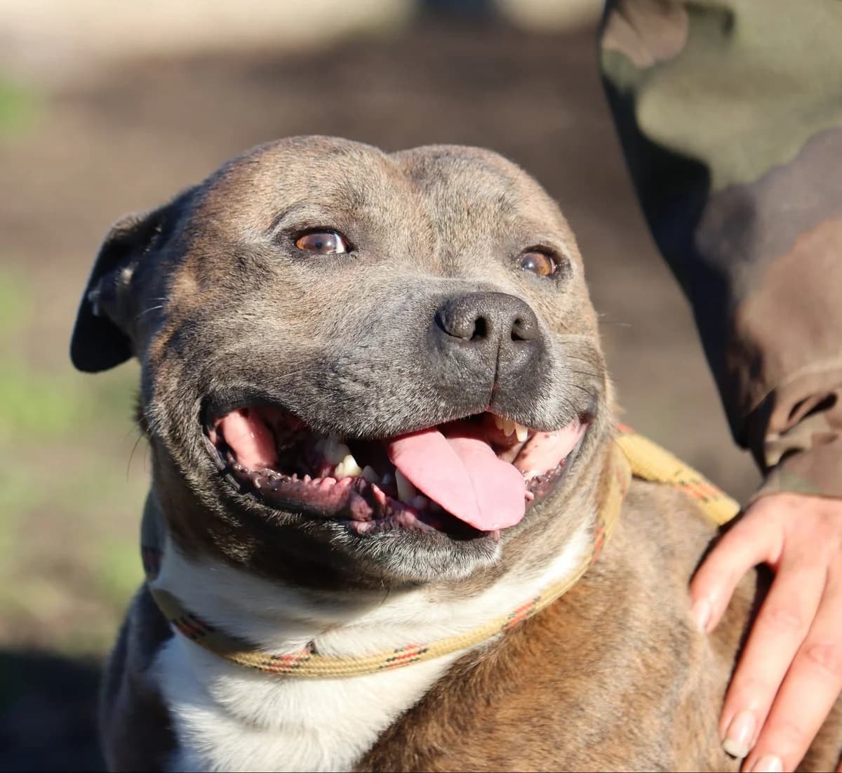 Kelio, Mixed Breed (SPA de Bordeaux et du Sud-Ouest)