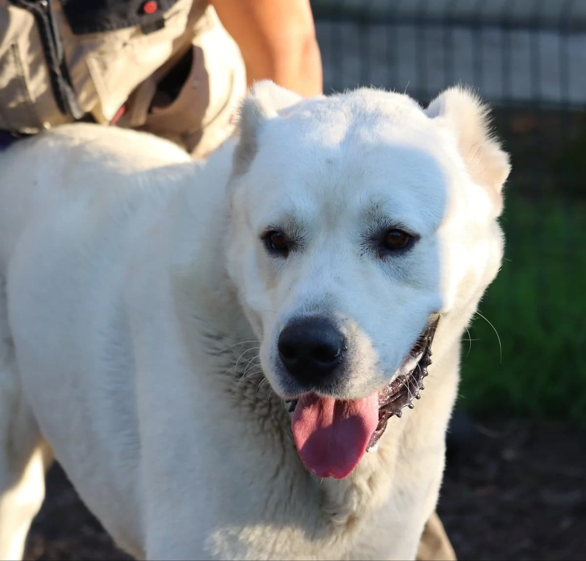 Sherru, male senior Mixed Breed for adoption at SPA de Bordeaux et du Sud-Ouest (SPA 33)