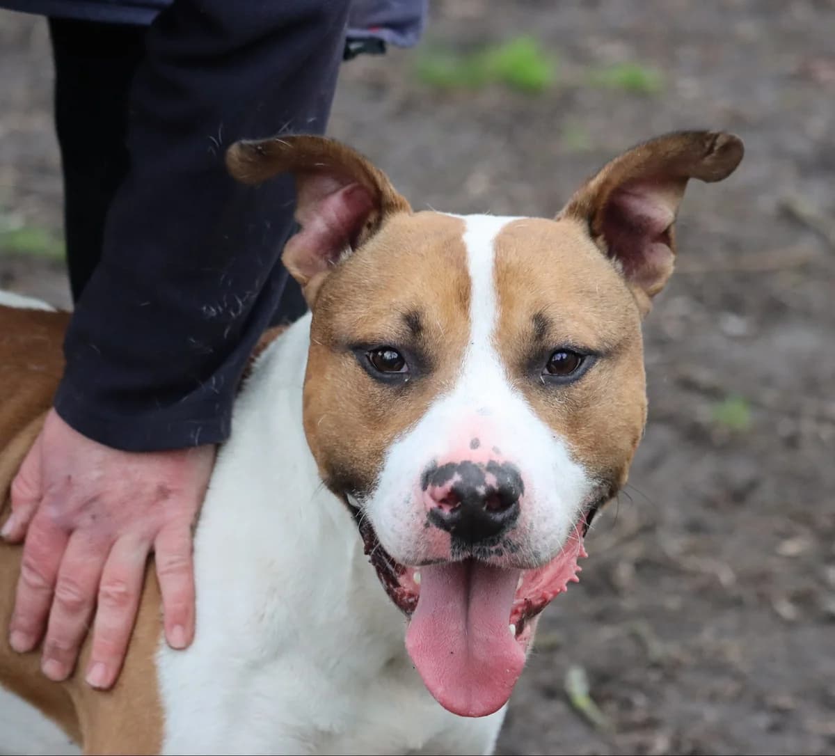 Bob,  senior Mixed Breed for adoption at SPA de Bordeaux et du Sud-Ouest (SPA 33)
