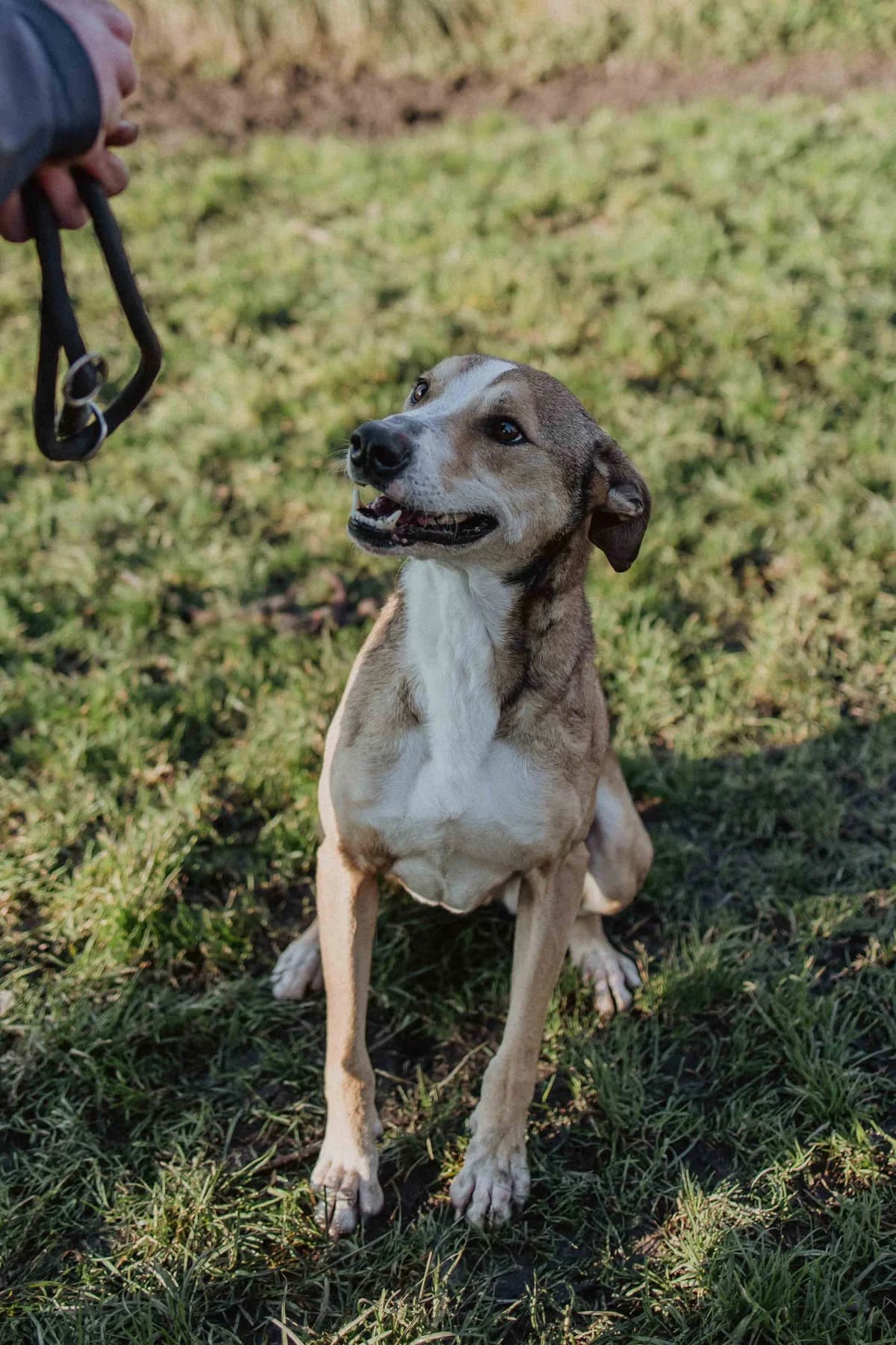 Rover,  mixed breed for adoption at SPA de Bordeaux et du Sud-Ouest (SPA 33)