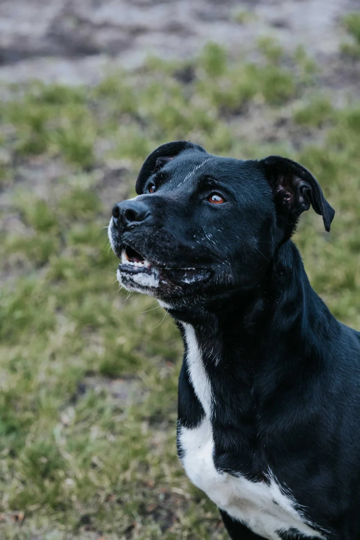 Pacha dit Pika, Mixed Breed (SPA de Bordeaux et du Sud-Ouest)