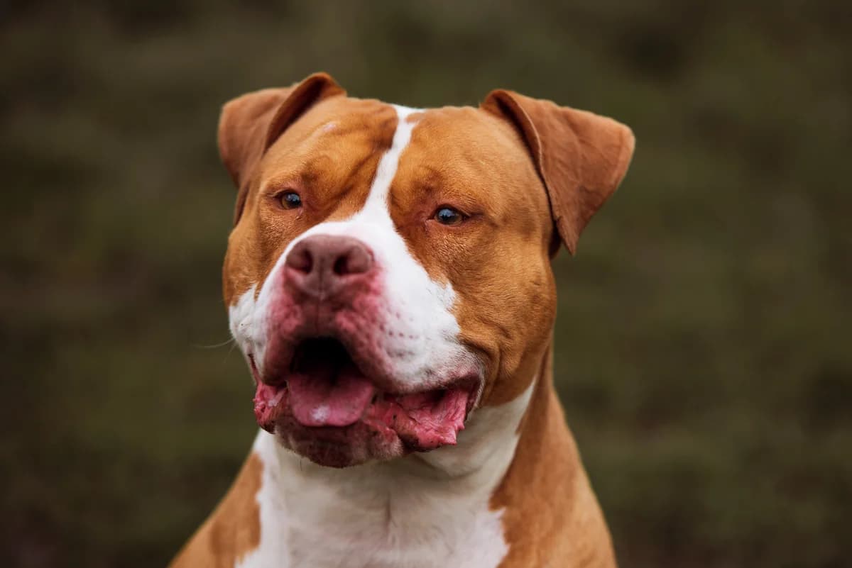 Byorn, male 6yo Mixed Breed for adoption at SPA de Bordeaux et du Sud-Ouest, Bordeaux