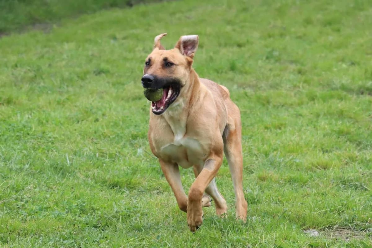 Raven dite Zola,  Mixed Breed for adoption at SPA de Bordeaux et du Sud-Ouest (SPA 33)