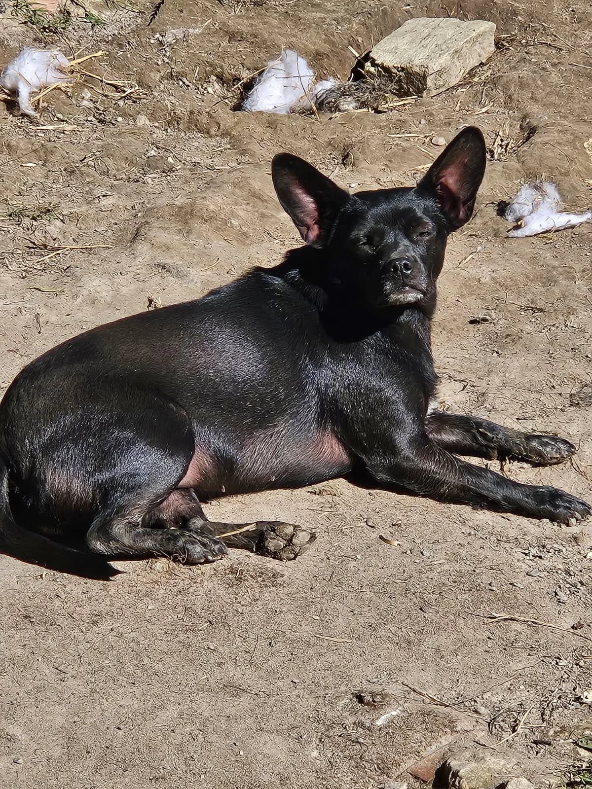 Shelby, female 3yo Mixed Breed for adoption at SPA de Bordeaux et du Sud-Ouest, Bordeaux