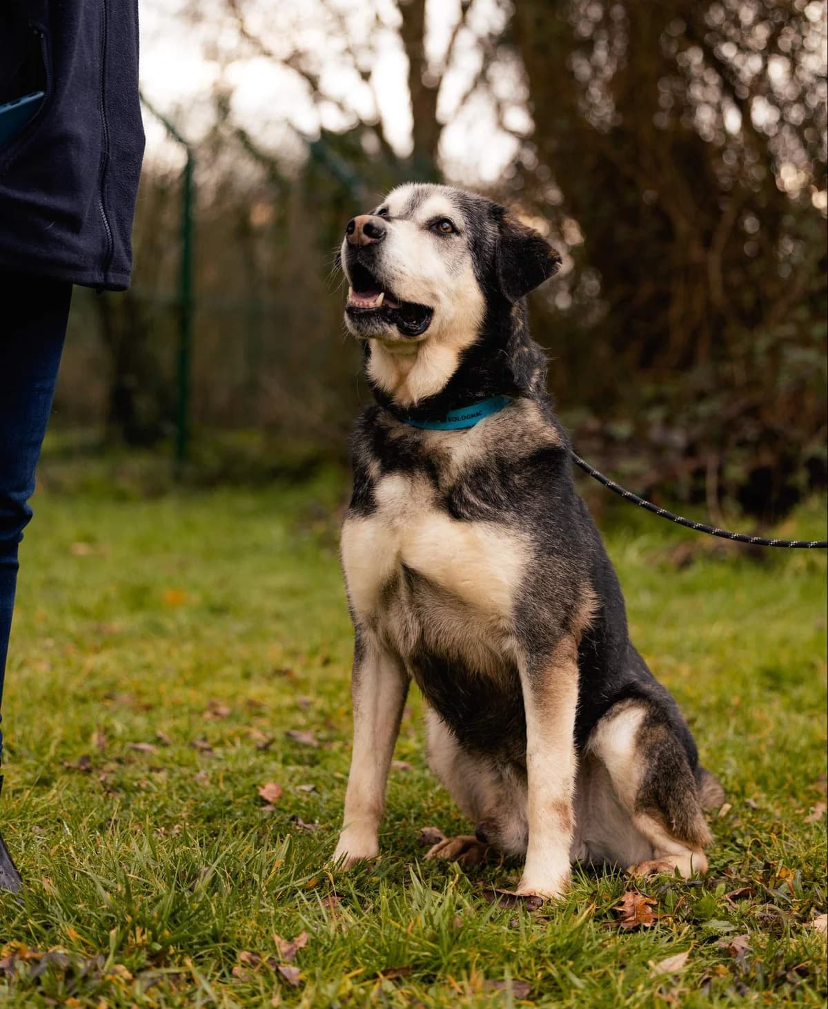 Tek’noz, Mixed Breed (SPA de Bordeaux et du Sud-Ouest)