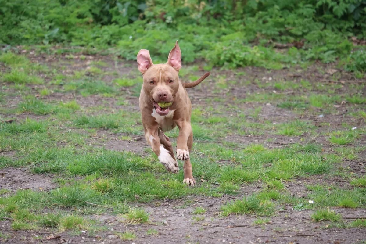 Tarao, Mixed Breed (SPA de Bordeaux et du Sud-Ouest)