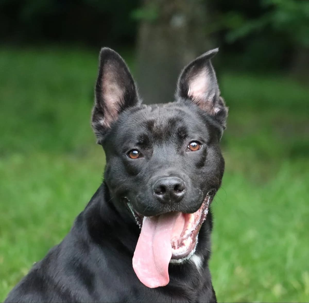 Sky,  senior Mixed Breed for adoption at SPA de Bordeaux et du Sud-Ouest (SPA 33)