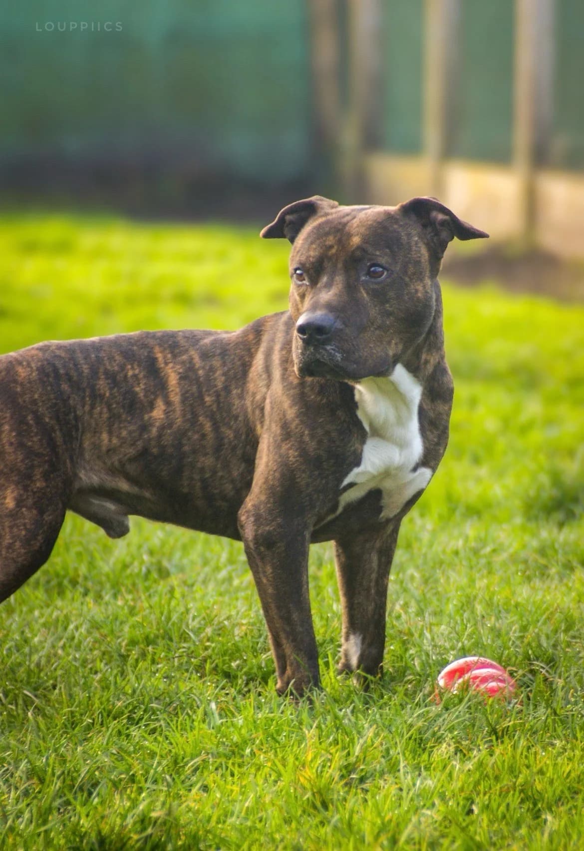Draco,  Mixed Breed for adoption at SPA de Bordeaux et du Sud-Ouest (SPA 33)
