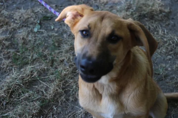 Simba,  Mixed Breed for adoption at SPA de Bordeaux et du Sud-Ouest (SPA 33)