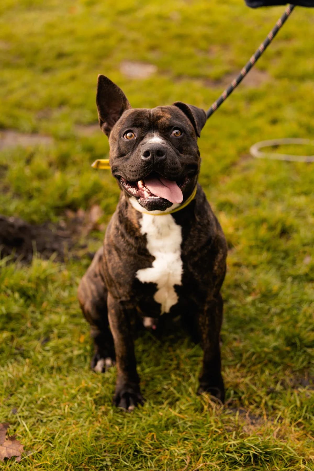 Venom,  mixed breed for adoption at SPA de Bordeaux et du Sud-Ouest (SPA 33)