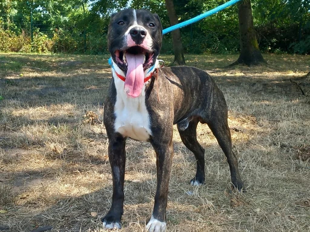 Sultan, male Mixed Breed for adoption at SPA de Bordeaux et du Sud-Ouest (SPA 33)