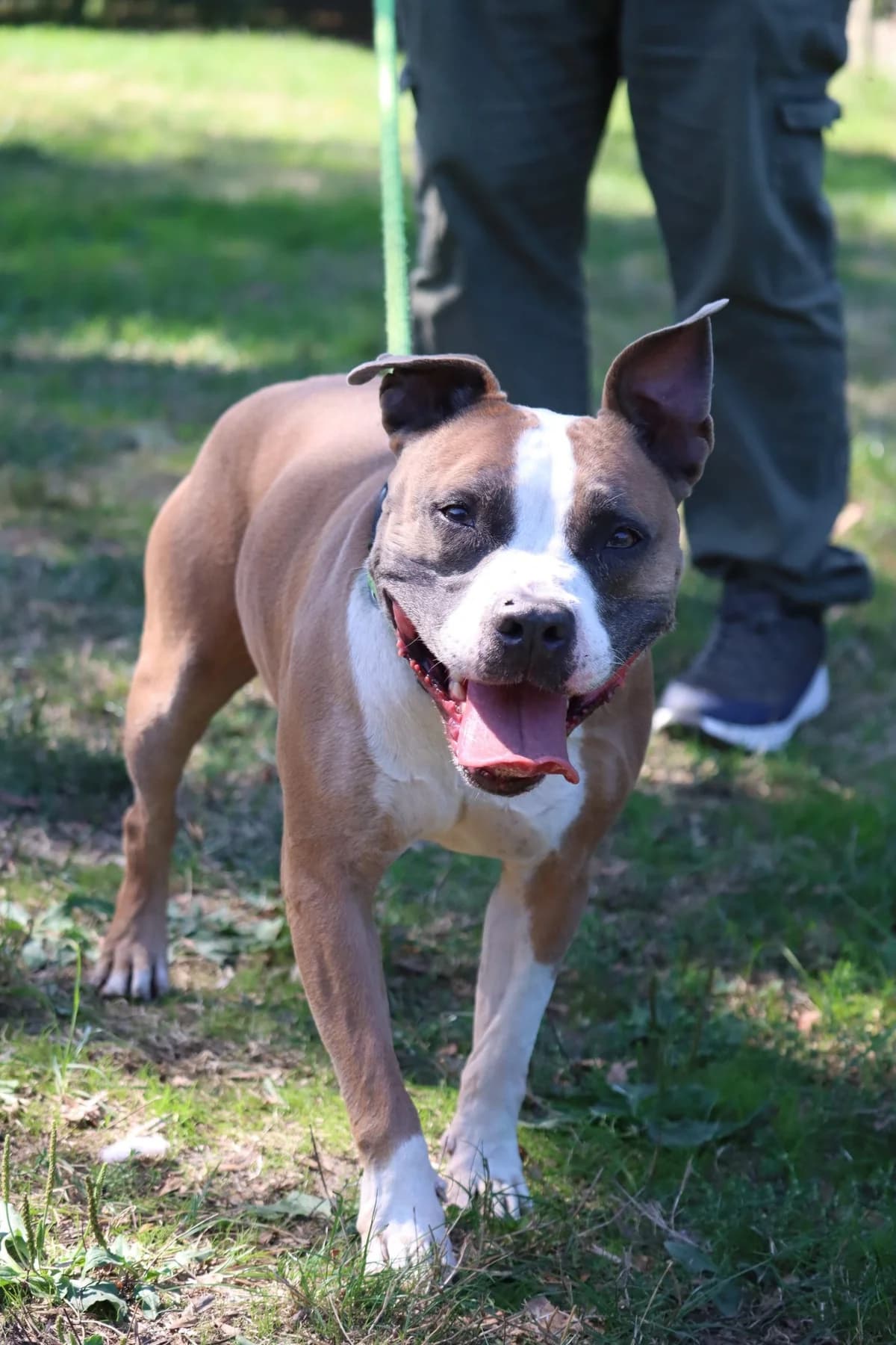 Aka,  Mixed Breed for adoption at SPA de Bordeaux et du Sud-Ouest (SPA 33)