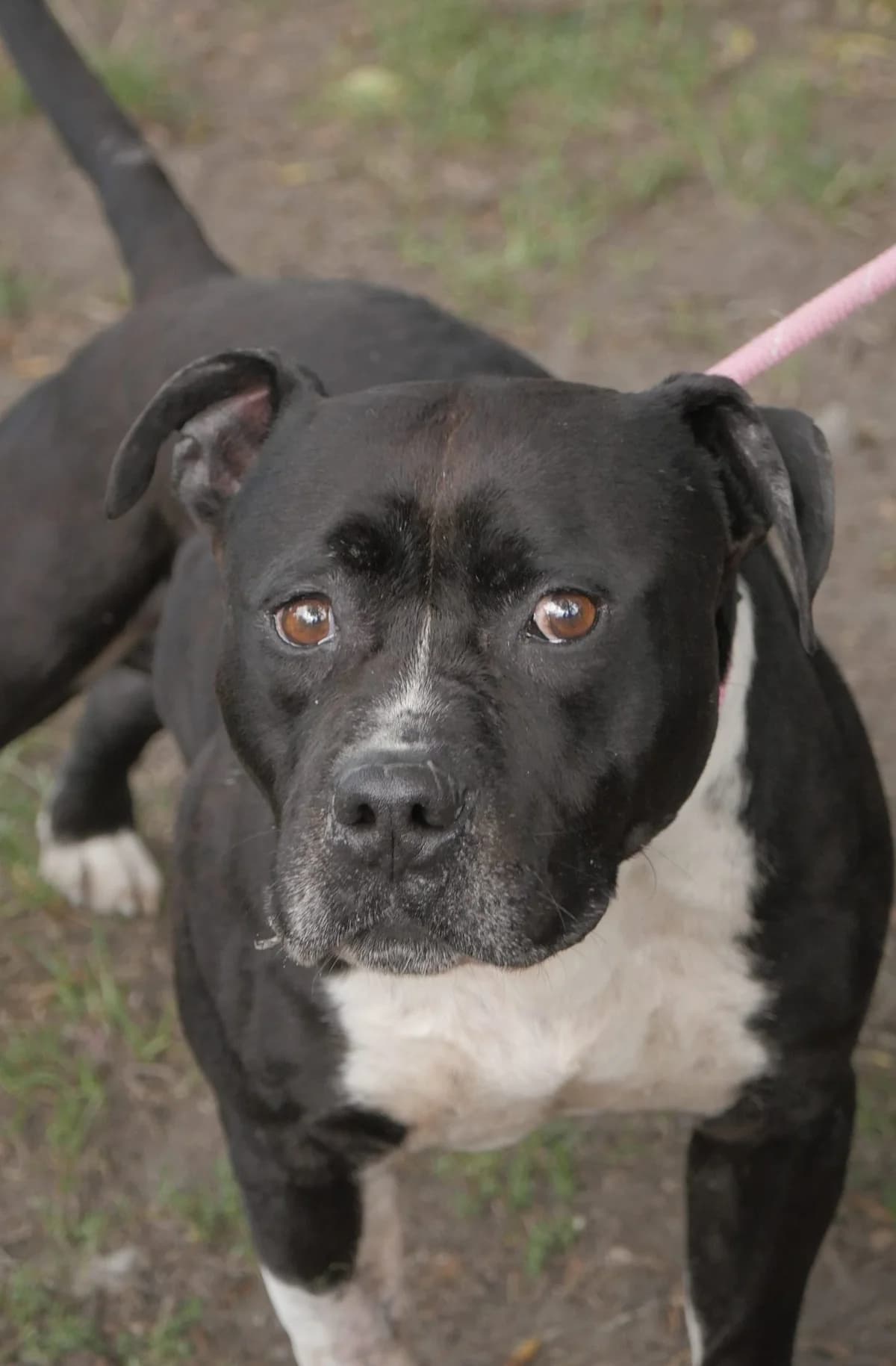 Palerm, male 7yo Mixed Breed for adoption at SPA de Bordeaux et du Sud-Ouest, Bordeaux