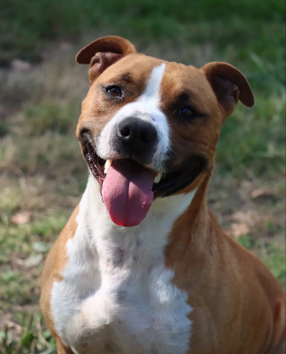 Spyke, Mixed Breed (SPA de Bordeaux et du Sud-Ouest)