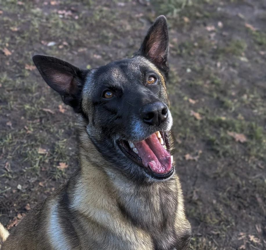 Uxy, male 3yo Mixed Breed for adoption at SPA de Bordeaux et du Sud-Ouest, Bordeaux