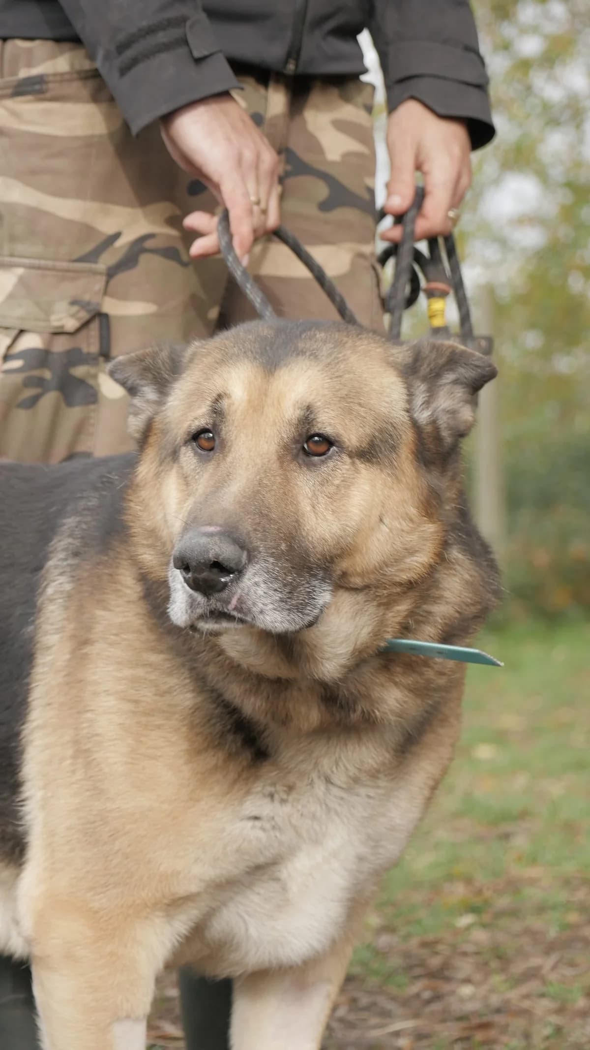 Fidel, Mixed Breed (SPA de Bordeaux et du Sud-Ouest)