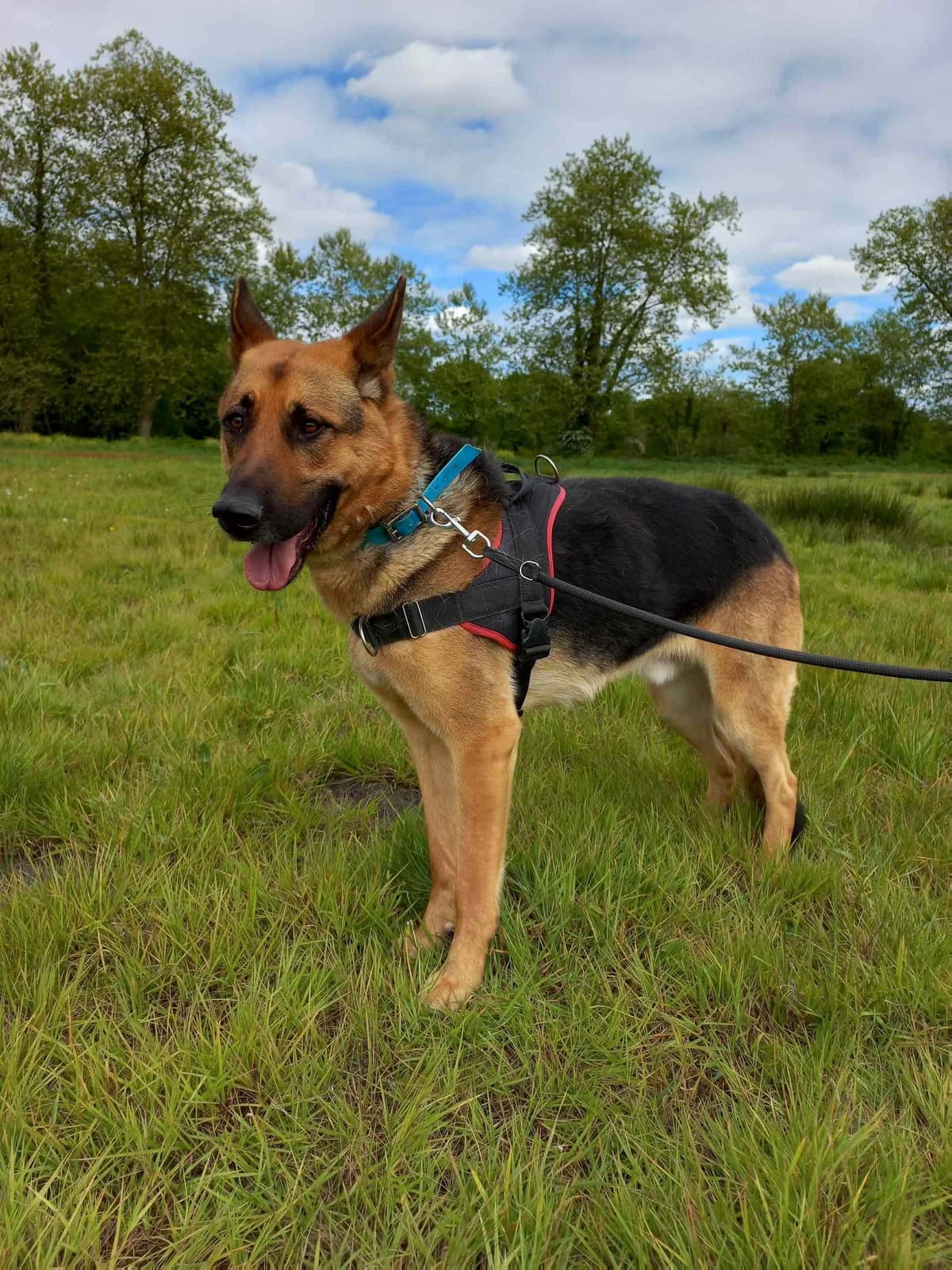 Texas, male senior Mixed Breed for adoption at SPA de Bordeaux et du Sud-Ouest (SPA 33)