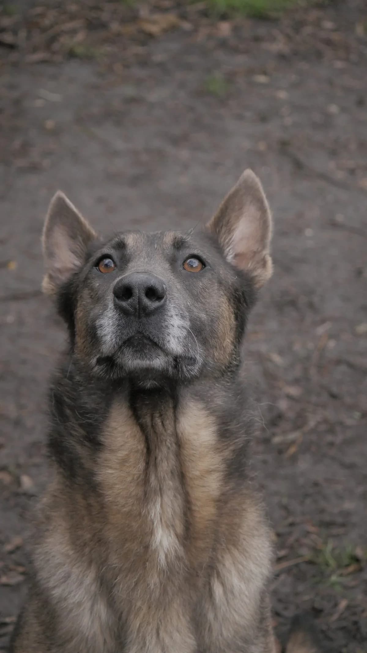 Branco, male 4yo Mixed Breed for adoption at SPA de Bordeaux et du Sud-Ouest, Bordeaux