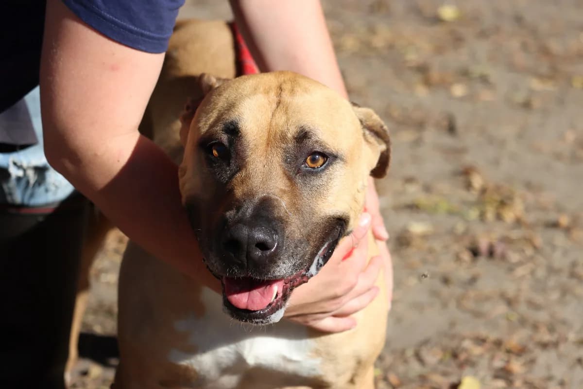 Mars, Mixed Breed (SPA de Bordeaux et du Sud-Ouest)