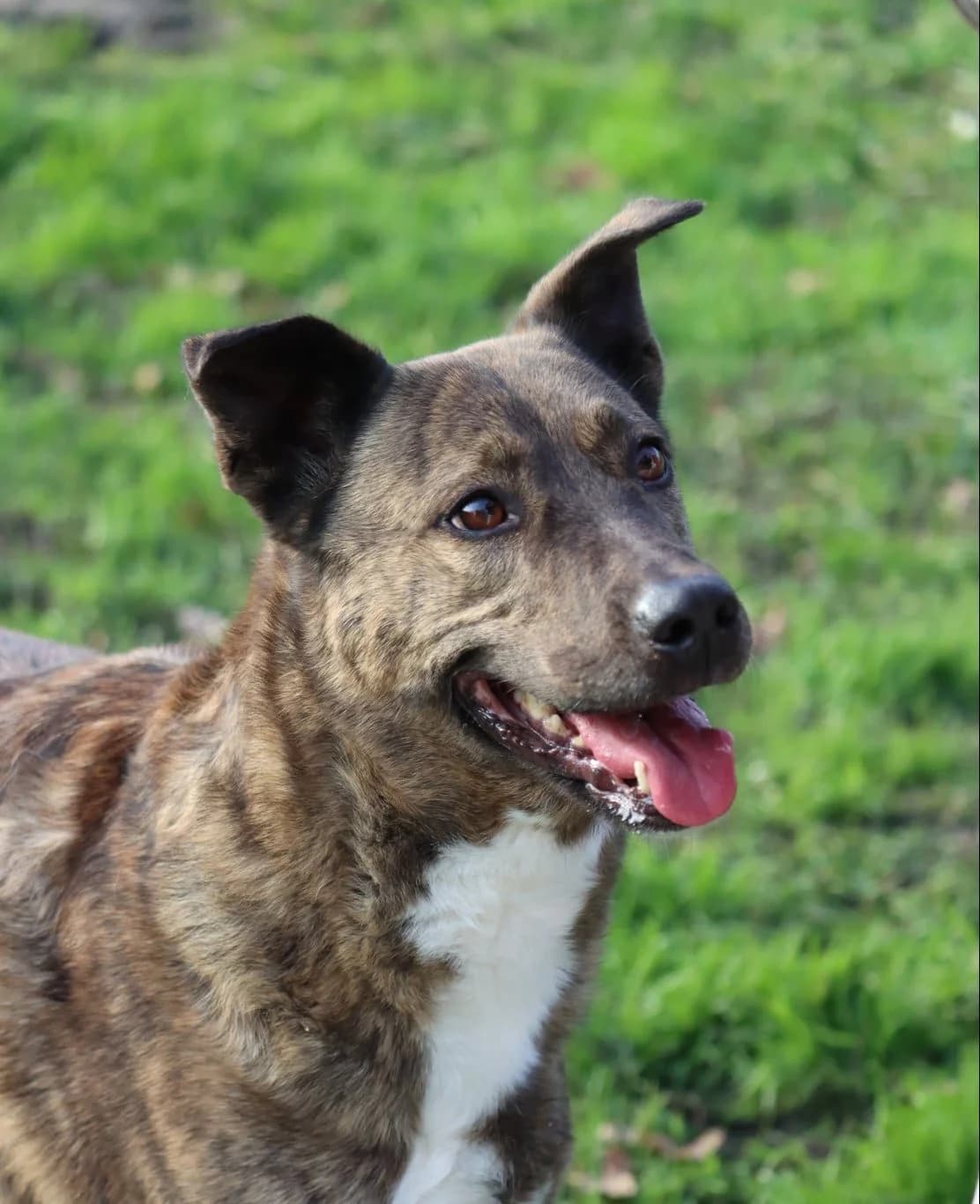 Ruby,  Mixed Breed for adoption at SPA de Bordeaux et du Sud-Ouest (SPA 33)