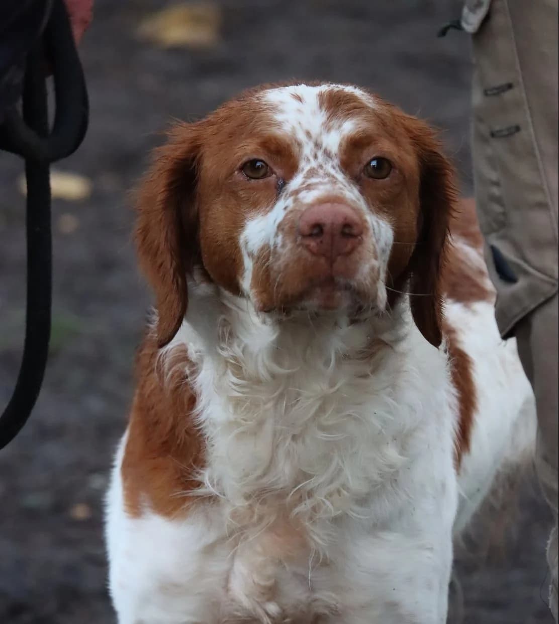 Noah,  senior Mixed Breed for adoption at SPA de Bordeaux et du Sud-Ouest (SPA 33)
