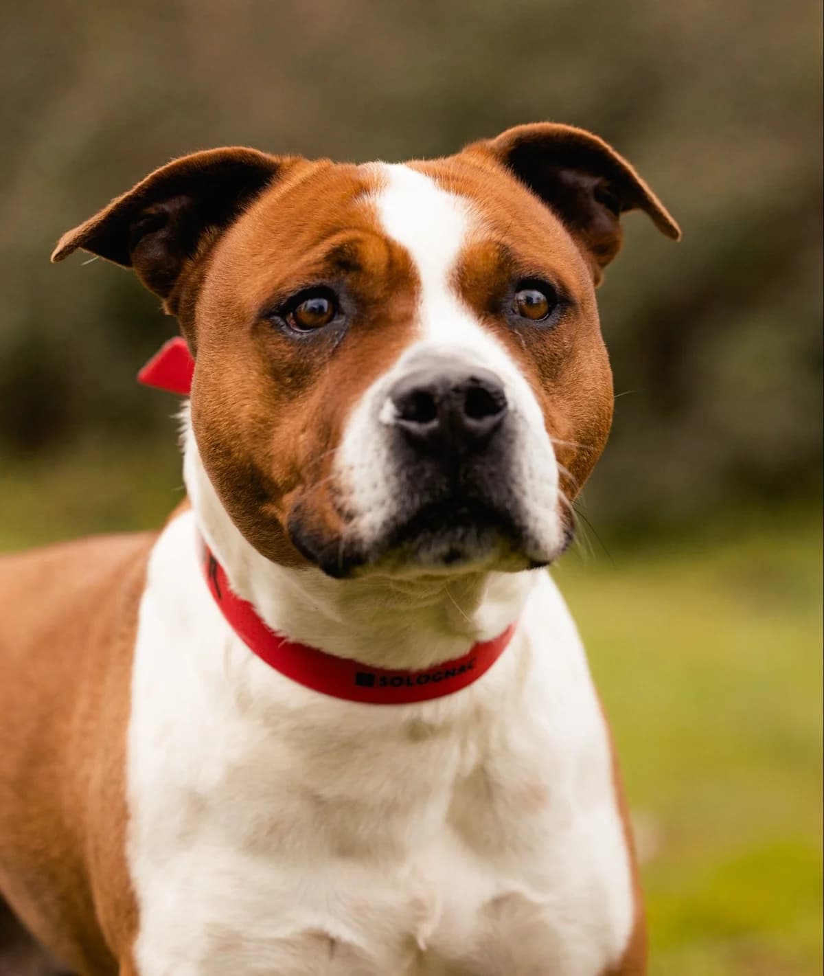 Shango, Mixed Breed (SPA de Bordeaux et du Sud-Ouest)