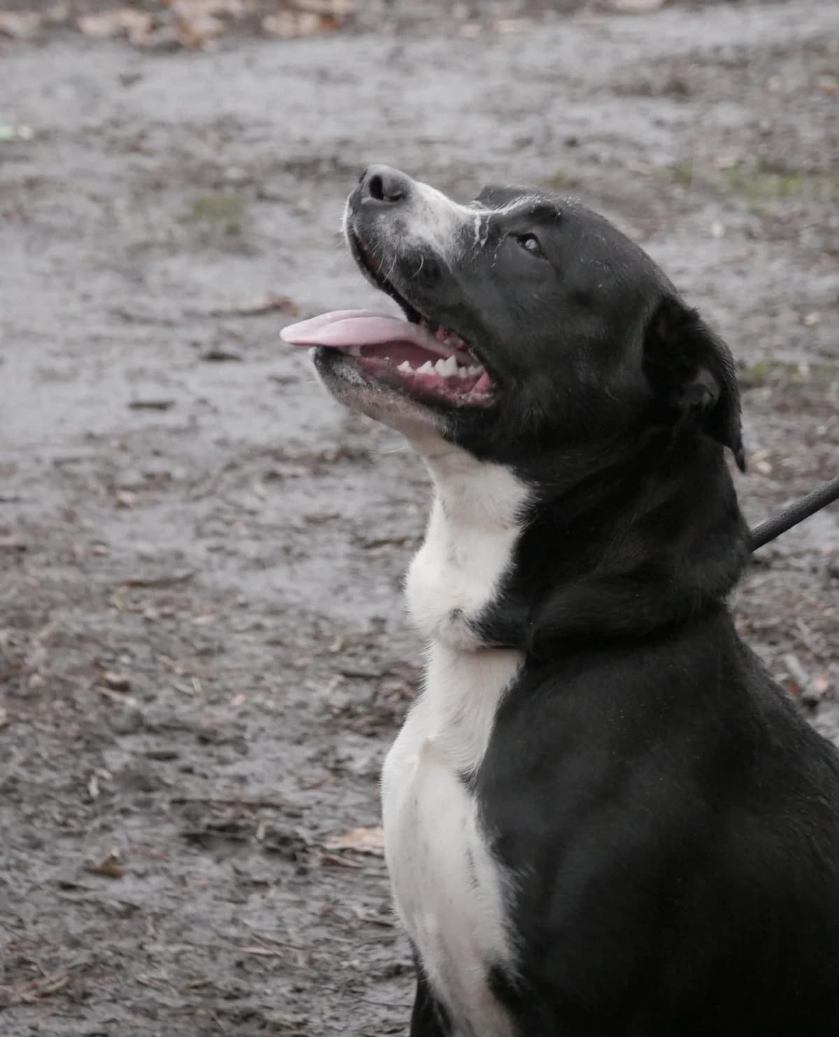 Pumbaa, Mixed Breed (SPA de Bordeaux et du Sud-Ouest)