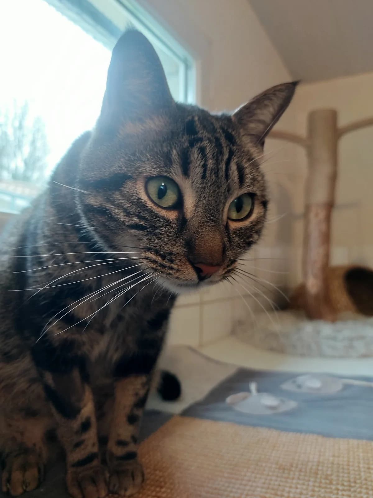 Caramel, male 4yo Mixed Breed for adoption at SPA de Bordeaux et du Sud-Ouest, Bordeaux