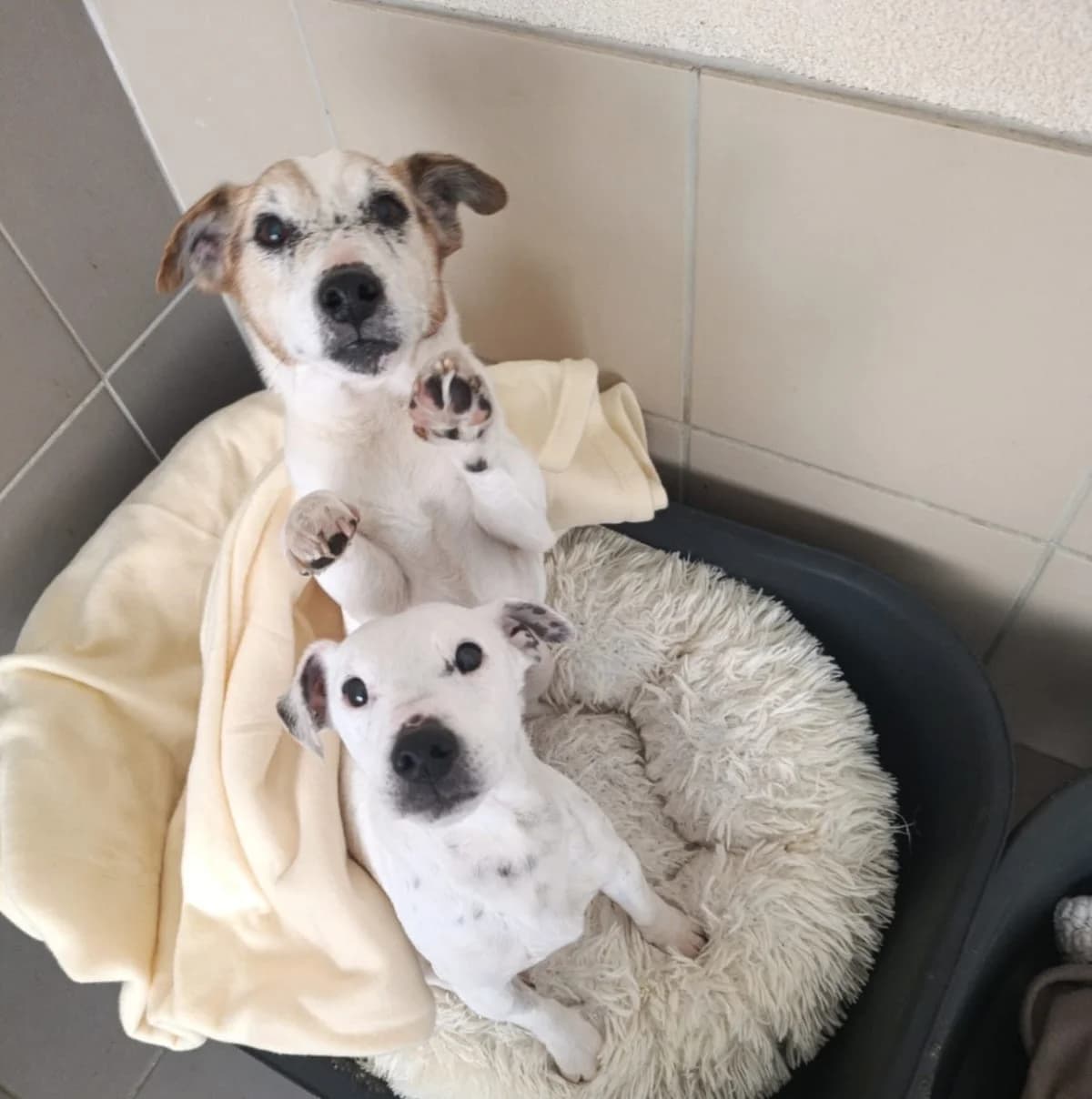 Hadès, male senior Mixed Breed for adoption at SPA de Bordeaux et du Sud-Ouest, Bordeaux