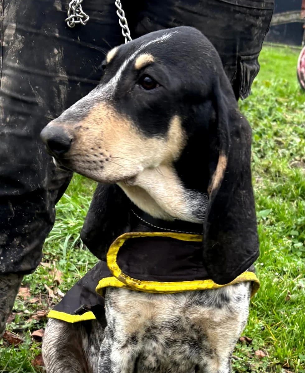 Alma, female young Mixed Breed for adoption at SPA de Bordeaux et du Sud-Ouest, Bordeaux