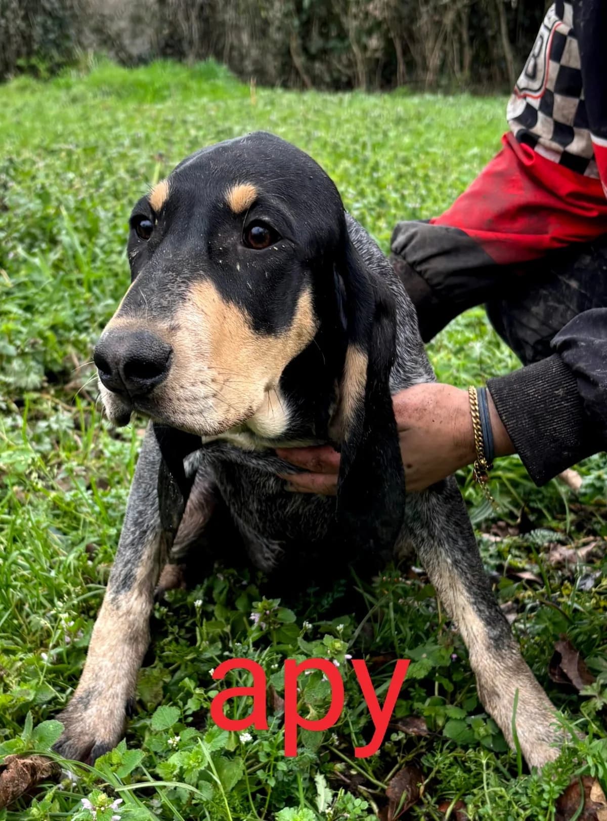 Apy,  puppy Mixed Breed for adoption at SPA de Bordeaux et du Sud-Ouest (SPA 33)