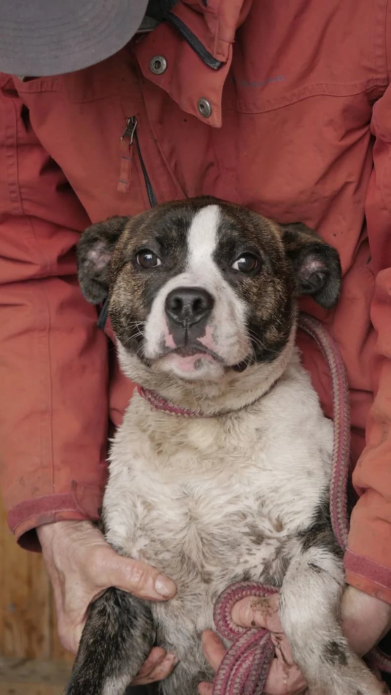 Watson, Mixed Breed (SPA de Bordeaux et du Sud-Ouest)