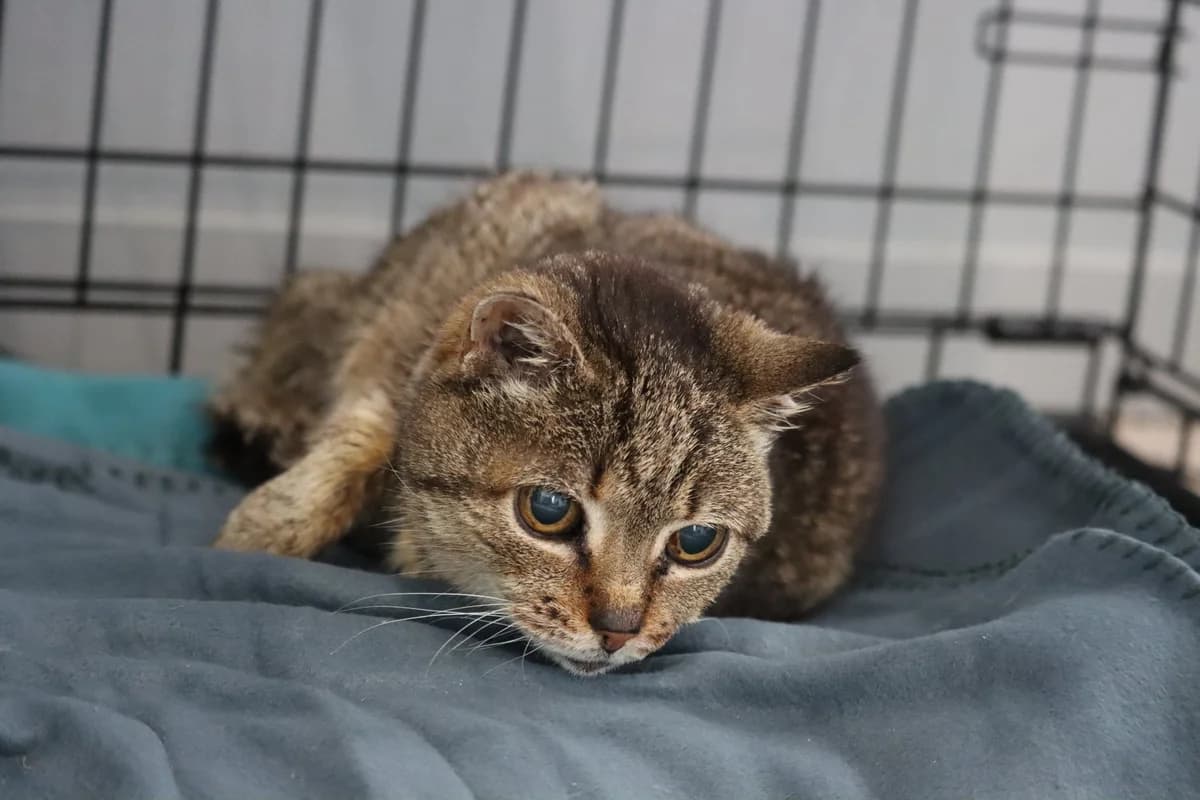 Feta, female senior Mixed Breed for adoption at SPA de Bordeaux et du Sud-Ouest, Bordeaux