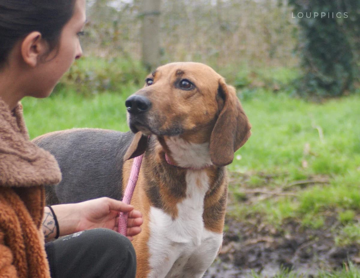 Loutre,  senior Mixed Breed for adoption at SPA de Bordeaux et du Sud-Ouest (SPA 33)