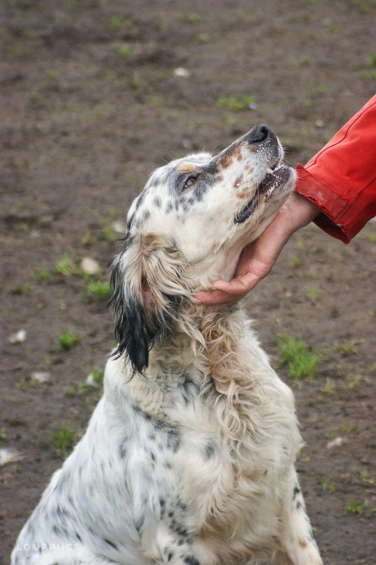 Poussin,  5yo mixed breed for adoption at SPA de Bordeaux et du Sud-Ouest (SPA 33)